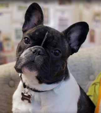 A family’s French Bulldog is at the center of their Lafayette, IN based company