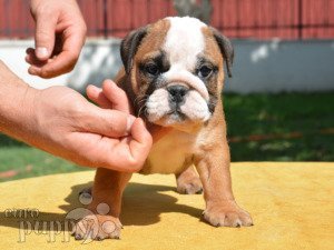 French Bulldog Health and Conformation