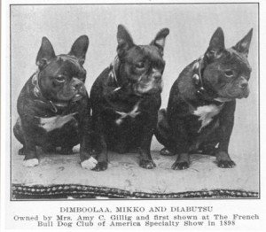 History of the French Bulldog Breed