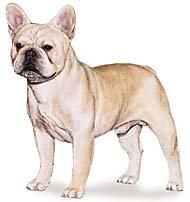 French Bulldog Breed Standard