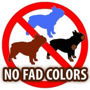 French Bulldog Fad Colors